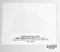Pezicula alni image